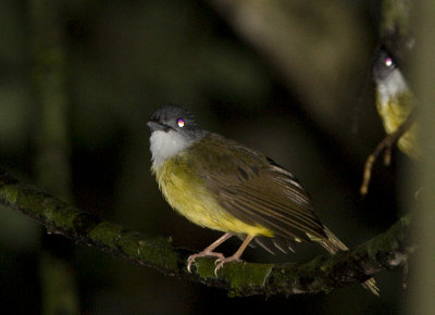 321 ::Yellow-bellied Bulbul::