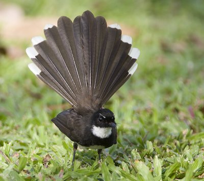 ::Pied Fantail::