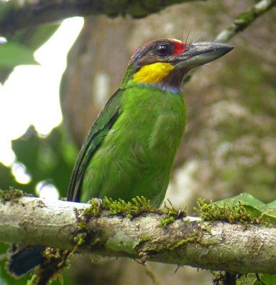 Gold-whiskered Barbet