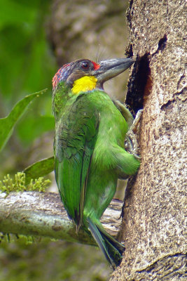 Gold-whiskered Barbet