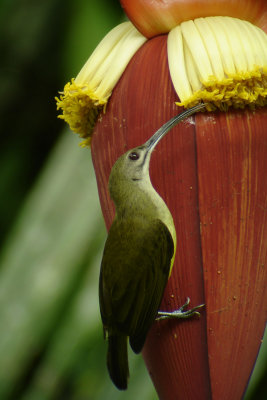 Little Spiderhunter