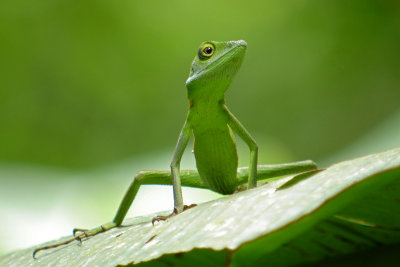 Green Lizard