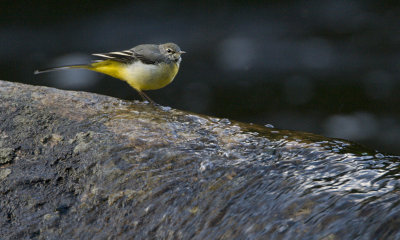 ::Grey Wagtail / Forsrla::