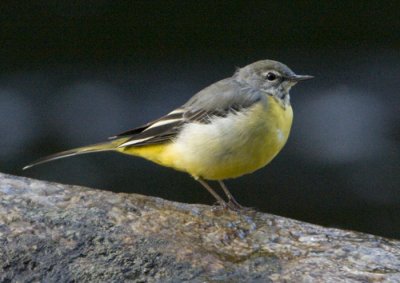 Grey Wagtail/Forsrla