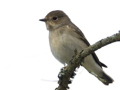 European Pied Flycatcher (female) / Svartvit flugsnappare (hona)