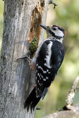 ::Great Spotted Woodpecker / Strre hackspett::