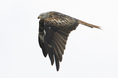 Red Kite / Glada