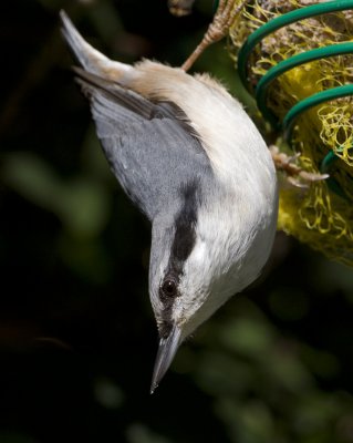 ::Nuthatches:: (5)
