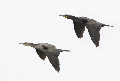 Great Cormorant / Storskarv