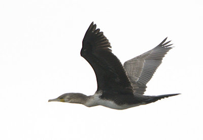 Great Cormorant (juvenile) / Storskarv