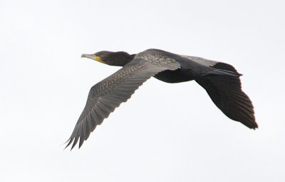 Great Cormorant / Storskarv