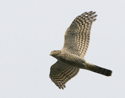 Eurasian Sparrowhawk / Sparvhk