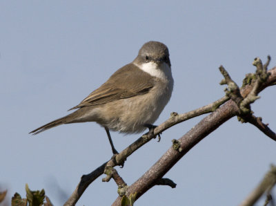 Lesser Whitethroat / rtsngare