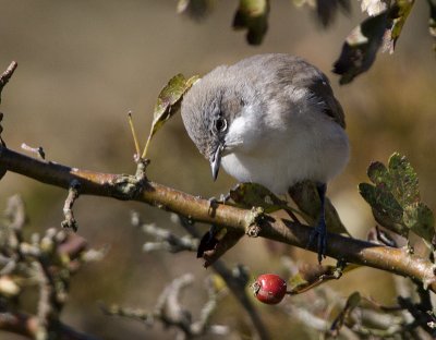 Lesser Whitethroat / rtsngare