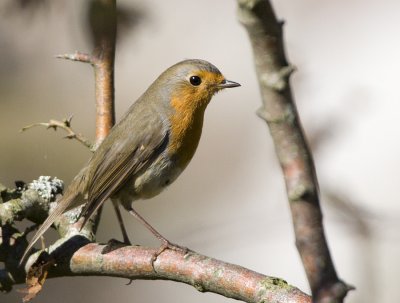 European Robin / Rdhake