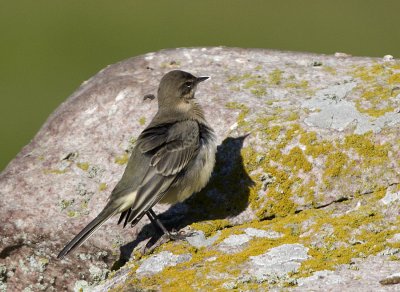 Yellow Wagtail / Gulrla