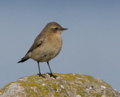 Northern Wheatear / Stenskvtta
