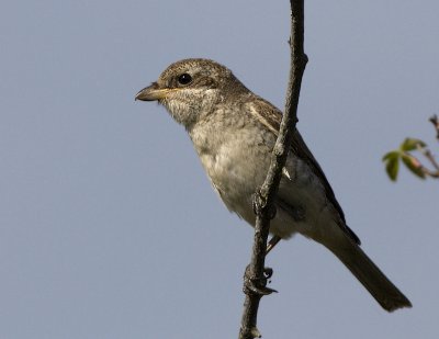 Red-backed Shrike / Trnskata