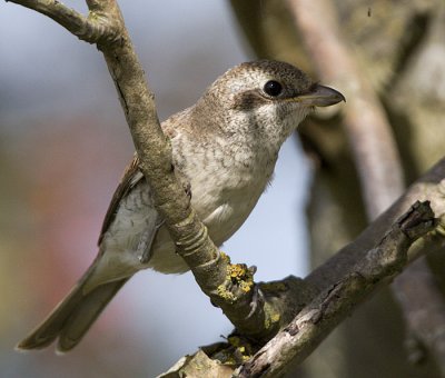 Red-backed Shrike / Trnskata