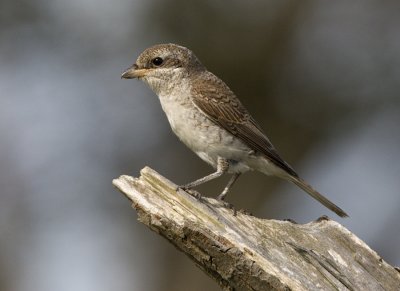 Red-backed Shrike / Trnskata