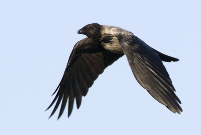 Carrion Crow / Krka
