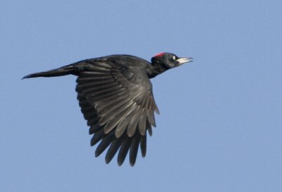 Black Woodpecker / Spillkrka