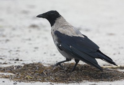 Carrion Crow / Krka
