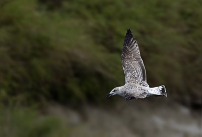 Herring Gull / Grtrut