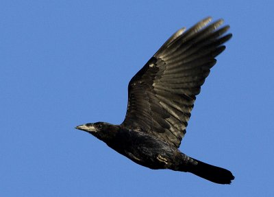 Rook / Rka