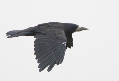 Rook / Rka