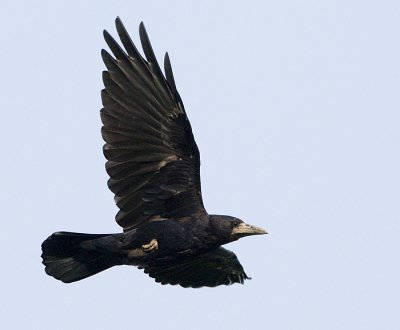 Rook / Rka