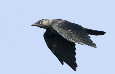 Western Jackdaw / Kaja