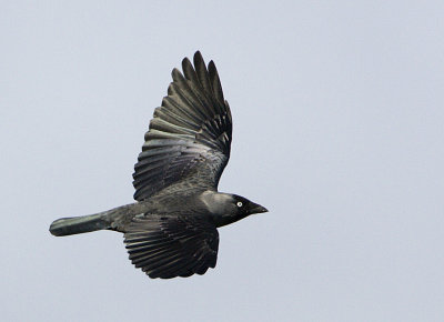 Western Jackdaw / Kaja