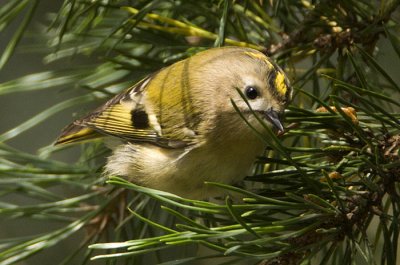 Goldcrest / Kungsfgel