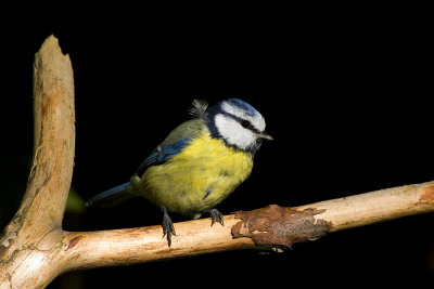 Eurasian Blue Tit / Blmes