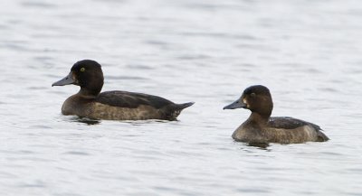 Tufted Duck (female) / Vigg