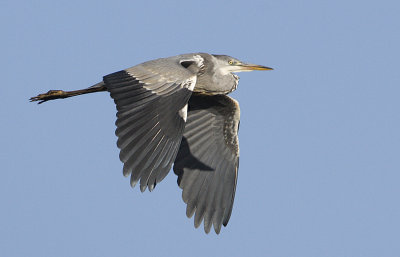 Grey Heron / Grhger