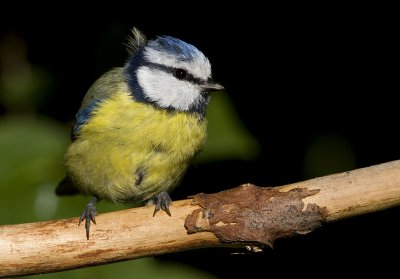 Eurasian Blue Tit / Blmes