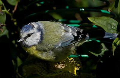 Eurasian Blue Tit / Blmes