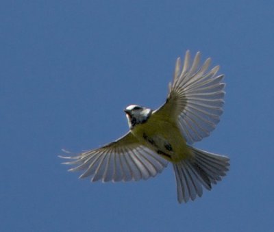 Eurasian Blue Tit / Blmes