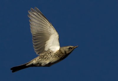 Fieldfare / Bjrktrast