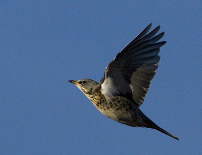 Fieldfare / Bjrktrast