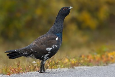 Western Capercaillie / Tjder
