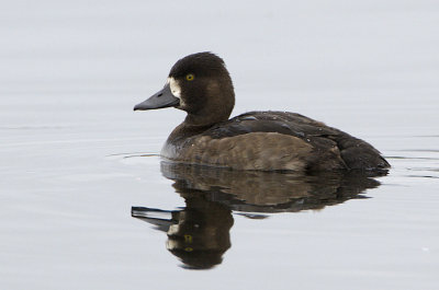 Tufted Duck / Vigg