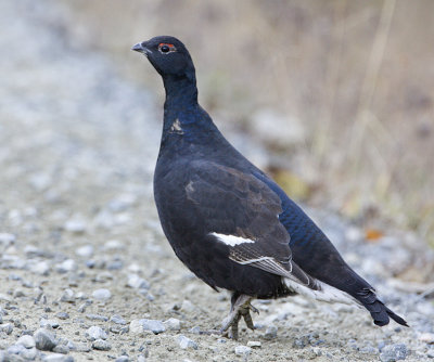 Black Grouse (male)  / Orre