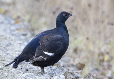 Black Grouse (male)  / Orre