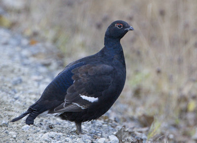 Black Grouse (male)  / Orre