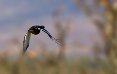 Black Grouse (male)  / Orre