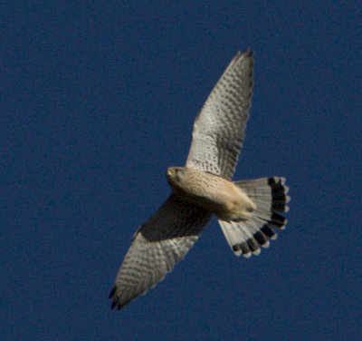 Common Kestrel / Tornfalk