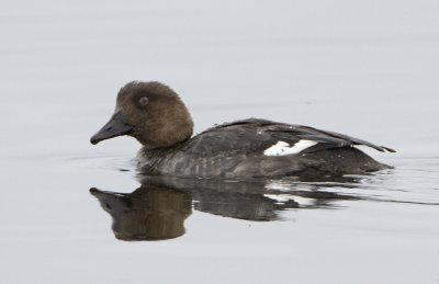 Common Goldeneye (female) / Knipa